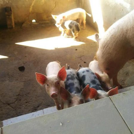 Porcos do Hotel Fazenda Guimaraes - Amelia Rodrigues BA